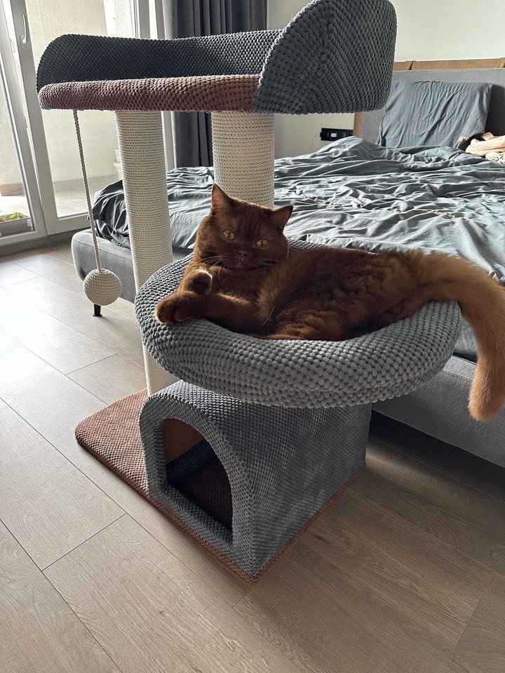 Комплекс для котів Корат