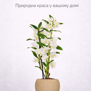 Кімнатні рослини